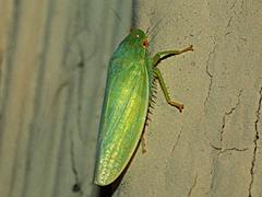 Leafhopper
